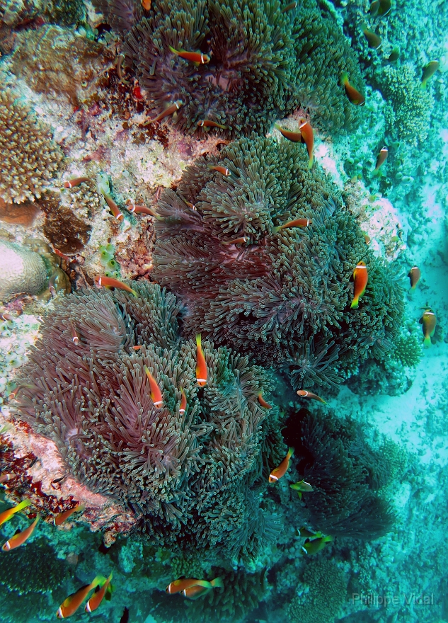Velidhu - 2013_03_11 - IMG_0535r_Poisson Clown des Maldives - Amphiprion Nigripe_Kuda reef_Plongee.jpg